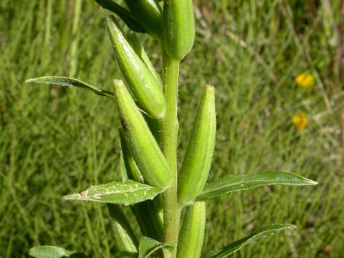 Onagre bisannuelle (Oenothera biennis)_11