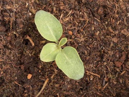 Onagre bisannuelle (Oenothera biennis)_13