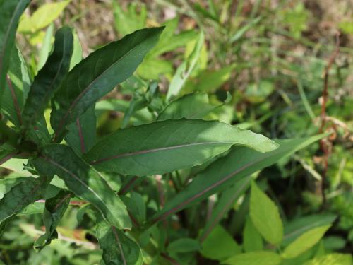 Onagre bisannuelle (Oenothera biennis)_16