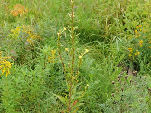 Onagre bisannuelle (Oenothera biennis)_17