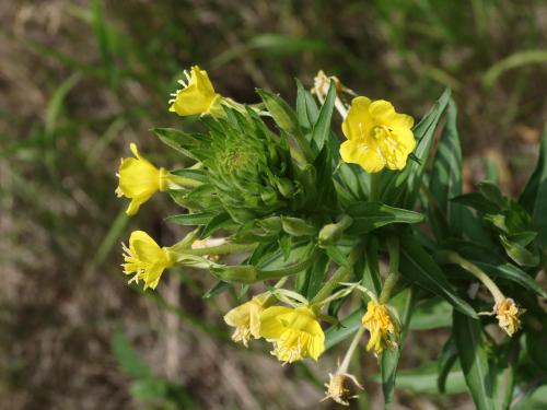 Onagre bisannuelle (Oenothera biennis)_18