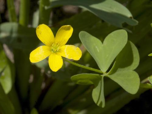 Oxalide Europe (Oxalis stricta)_8