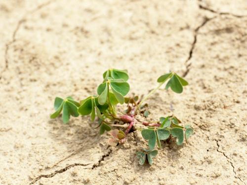 Oxalide Europe (Oxalis stricta)_16