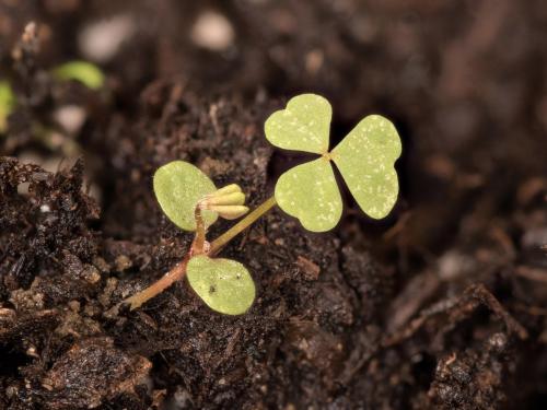 Oxalide Europe (Oxalis stricta)_19