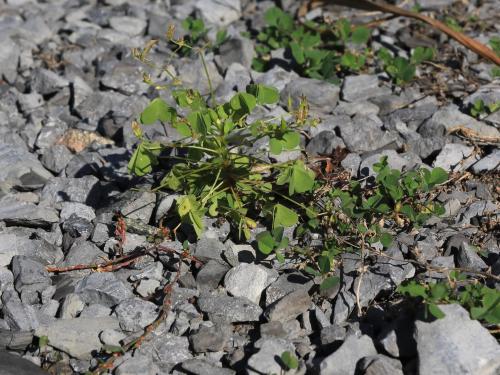 Oxalide Europe (Oxalis stricta)_21