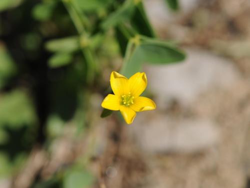 Oxalide Europe (Oxalis stricta)_24