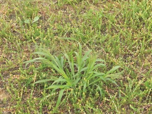 Panic capillaire (Panicum capillare)_8