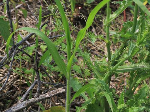 Panic capillaire (Panicum capillare)_17