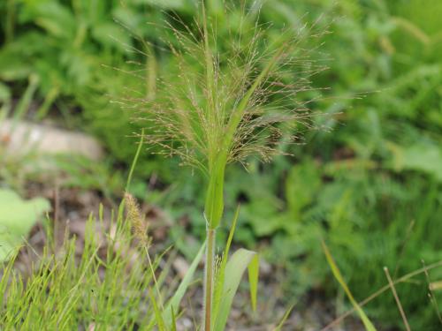 Panic capillaire (Panicum capillare)_18