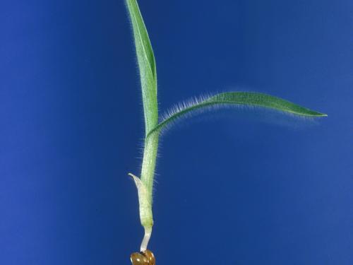 Panic millet (Panicum miliaceum)_5