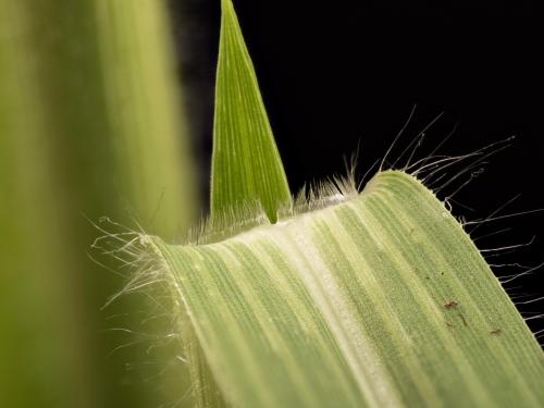 Panic millet (Panicum miliaceum)_13