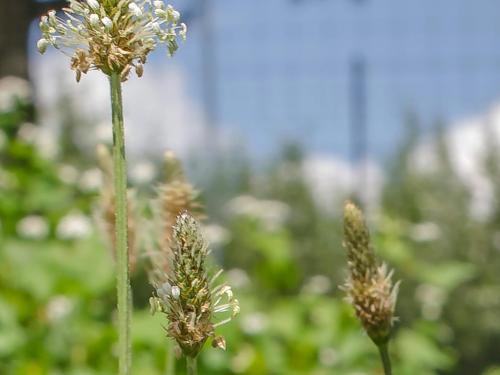 Plantain lancéolé (Plantago lanceolata)_1