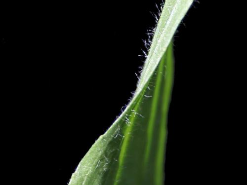 Plantain lancéolé (Plantago lanceolata)_6