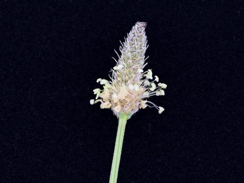 Plantain lancéolé (Plantago lanceolata)_8