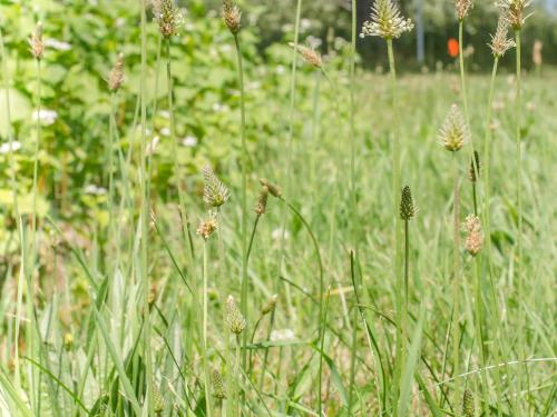 Plantain lancéolé (Plantago lanceolata)_9