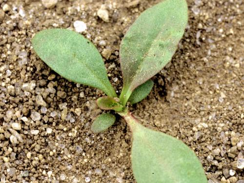 Plantain majeur (Plantago major)_1