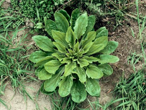 Plantain majeur (Plantago major)_4