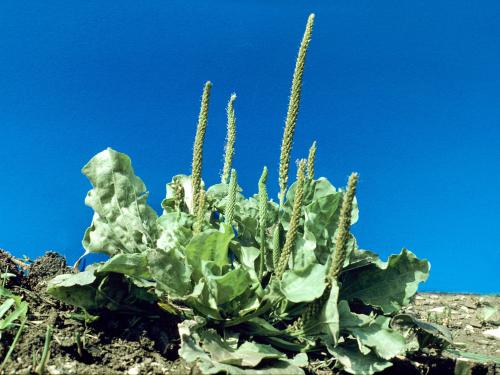 Plantain majeur (Plantago major)_7