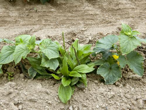 Plantain majeur (Plantago major)_13