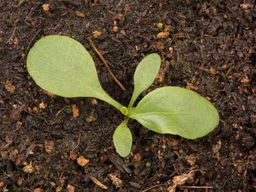 Plantain majeur (Plantago major)_16