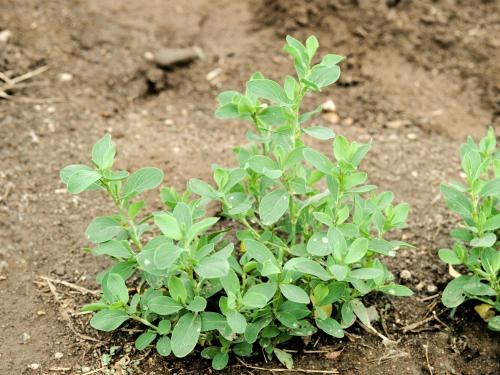 Renouée coriace (Polygonum achoreum)_2