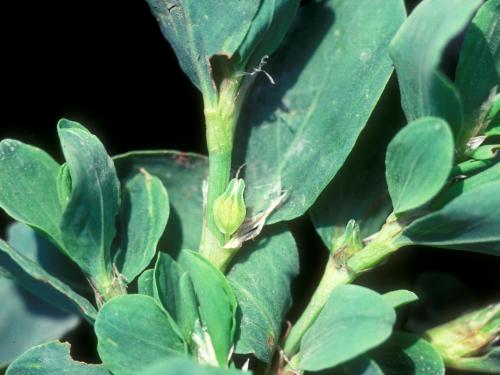 Renouée coriace (Polygonum achoreum)_5