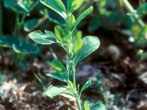 Renouée coriace (Polygonum achoreum)_6