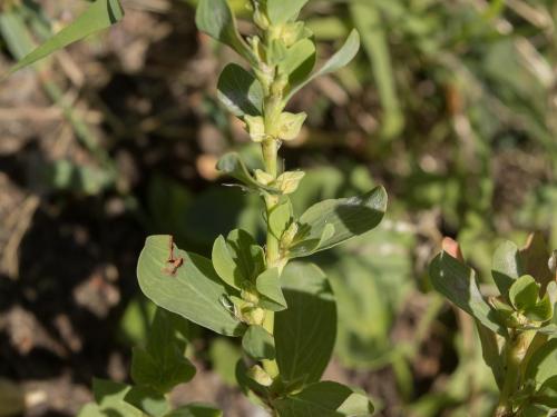 Renouée coriace (Polygonum achoreum)_9