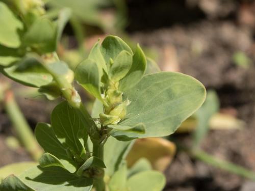 Renouée coriace (Polygonum achoreum)_10