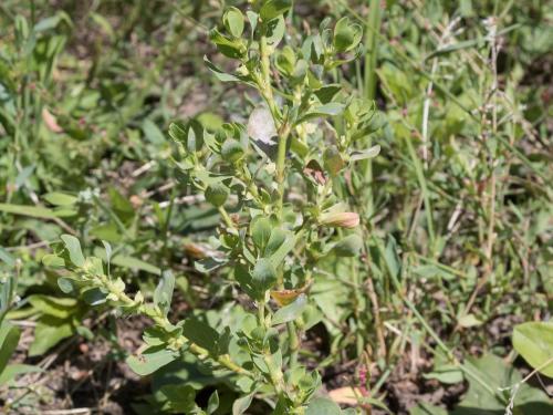 Renouée coriace (Polygonum achoreum)_11