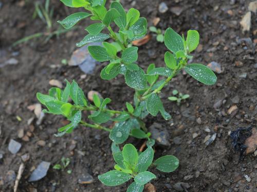 Renouée coriace (Polygonum achoreum)_17