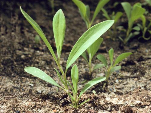 Renouée oiseaux (Polygonum aviculare)_2