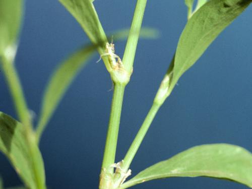 Renouée oiseaux (Polygonum aviculare)_3