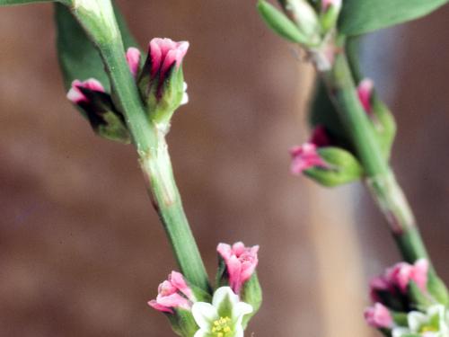 Renouée oiseaux (Polygonum aviculare)_4