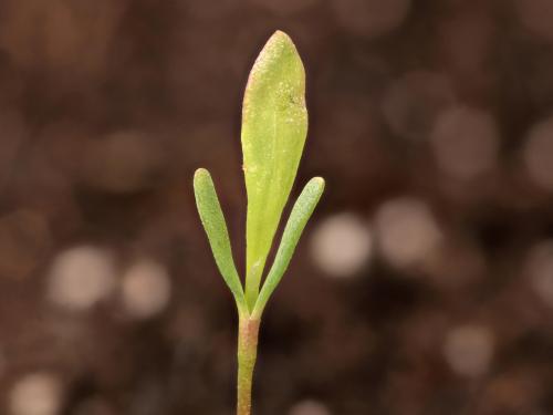 Renouée oiseaux (Polygonum aviculare)_14