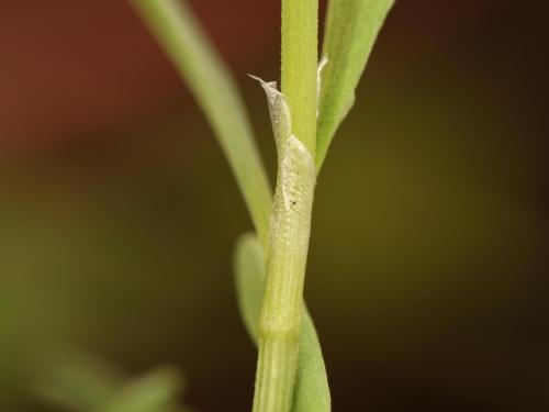 Renouée oiseaux (Polygonum aviculare)_17