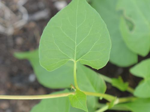 Renouée liseron (Fallopia convolvulus)_13