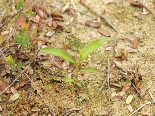 Renouée poivre eau (Persicaria hydropiper)_8