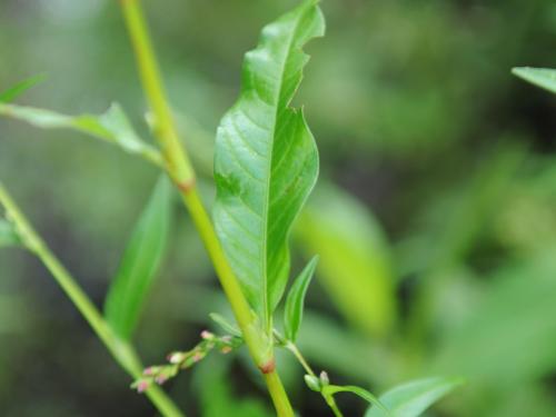 Renouée poivre eau (Persicaria hydropiper)_17