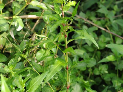 Renouée poivre eau (Persicaria hydropiper)_19