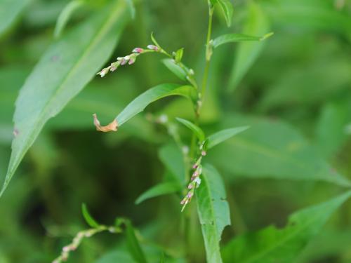 Renouée poivre eau (Persicaria hydropiper)_20