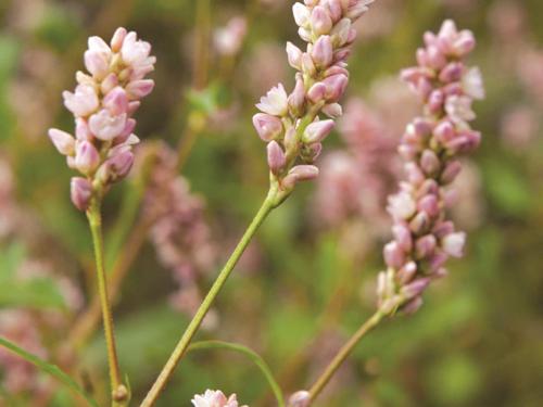 Renouée persicaire (Persicaria maculosa)_7