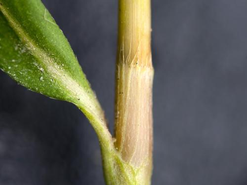 Renouée persicaire (Persicaria maculosa)_8