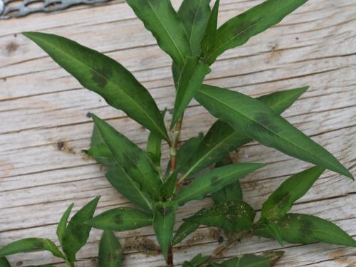 Renouée persicaire (Persicaria maculosa)_15