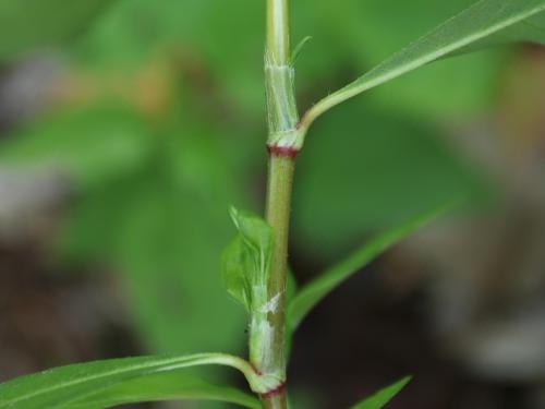 Renouée persicaire (Persicaria maculosa)_17