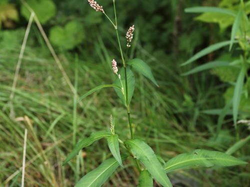 Renouée persicaire (Persicaria maculosa)_19