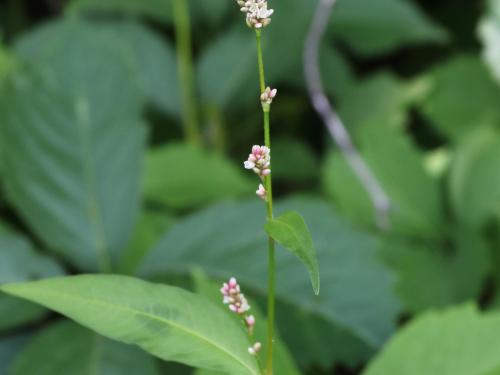 Renouée persicaire (Persicaria maculosa)_20