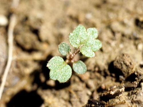 Potentille Norvège (Potentilla norvegica)_5