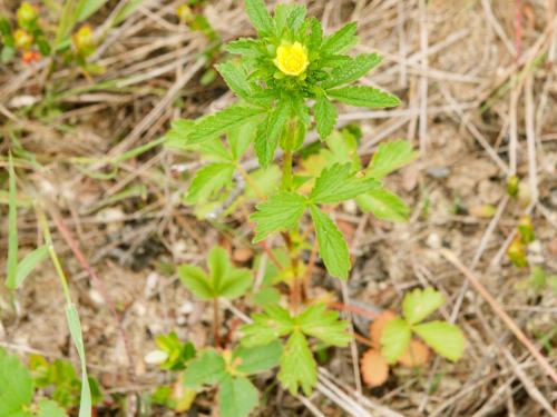 Potentille Norvège (Potentilla norvegica)_6