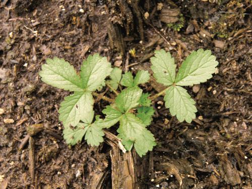 Potentille Norvège (Potentilla norvegica)_9